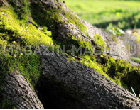 Тестовая статья